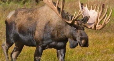Лосове: обхват, описание, снимка, начин на живот